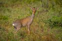 077 dikdik